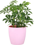 Thorsen's Greenhouse Live Arboricola Umbrella Tree Plant, Schefflera Arboricola, Natural Air Purifier, Easy to Grow, Live Indoor Houseplant, 4-inch Diameter (Blush)
