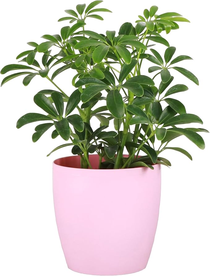 Thorsen's Greenhouse Live Arboricola Umbrella Tree Plant, Schefflera Arboricola, Natural Air Purifier, Easy to Grow, Live Indoor Houseplant, 4-inch Diameter (Blush)