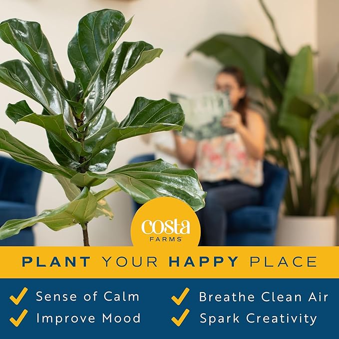 Costa Farms Fiddle Leaf Fig, Live Indoor Ficus Lyrata Floor Plant, Tropical Houseplant Potted in Nursery Planter, Housewarming, Birthday, Office and Living Room Decor, 2-3 Feet Tall