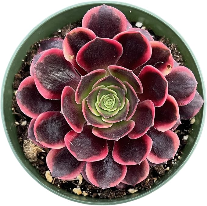 Sprout N Green Aeonium 'Superbang', Live Rare Succulent Potted 4" Planter, Real House Plant for Party Favors Home Indoor Outdoor Garden Wedding Decoration DIY Projects