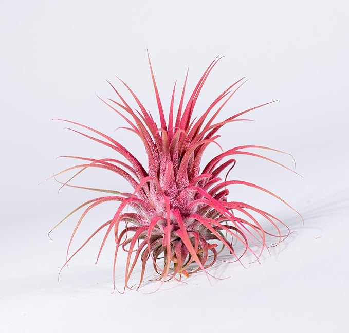 Air Plants - Tillandsia Ionantha - Organically Enhanced Color - Live Arrival Guaranteed - House Plants for Home Decor & Gift (Coral Glow 1pk)