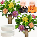 Brazilian Lucky Wood Plant for Home & Office Decor, Brazilian Wood Houseplant Kit Lucky Plants for Good Luck in The Home, Natural Air Cleaner for Bedroom (Black+Yellow)
