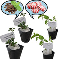 Generic Chocolate mint, Peppermint plants. Live, Fragrant, Fresh, Edible. Easy Grow. Indoor/Outdoor. (Choc+Pepper : 4 Mint Cups), chocolate+peppermint