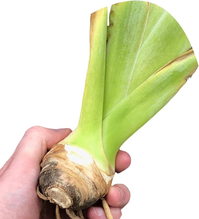 Easy to Grow Bearded Iris City Lights - 3 Plant Bulbs Rhizomes, Blue-Violet & White Flowers in Spring to Fall, Full Sun Low Maintenance