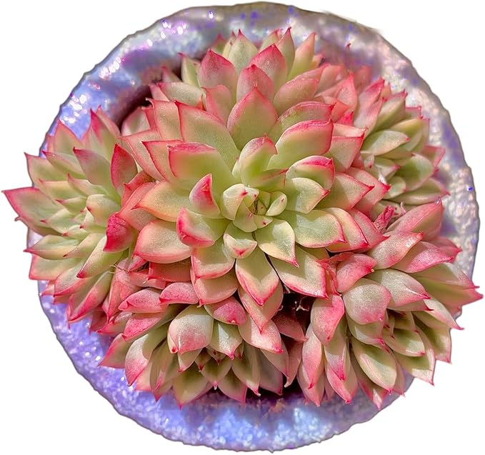 FWPP Live Succulent Echeveria Mebina Variegata,3.5 Inches Mini Succulents Plants Live,Bare Root Without Pot Soil,Clustered Live Plants,House Plants for Gift Party Wedding Garden Baby Shower DIY Decor