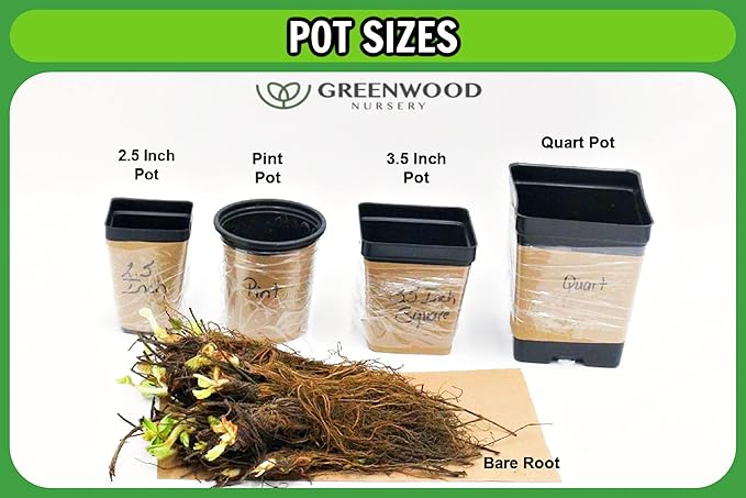 Greenwood Nursery: Live Perennial Plants - Blue False Indigo + Baptisia Australis - [Qty: 10x Pint Pots] - (Click for Other Available Plants/Quantities)