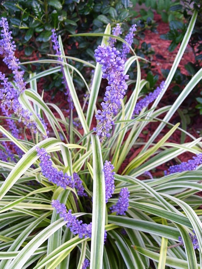 Variegated Liriope | 20 Live Plants | Liriope Muscari Variegata | Ornamental Ground Cover Plants | Evergreen Foliage