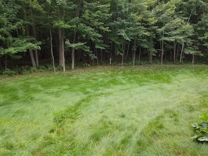 Flawn Seed Kits Mow Less Fine Fescue Grass Seed, 2 lbs, Low Maintenance Lawn, Shade Tolerant, Covers up to 1000 Sqft