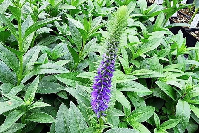 Greenwood Nursery: Live Perennial Plants - 'Royal Candles' Spiked Speedwell + Veronica Spicata - [Qty: 2X Pint Pots] - (Click for Other Available Plants/Quantities)