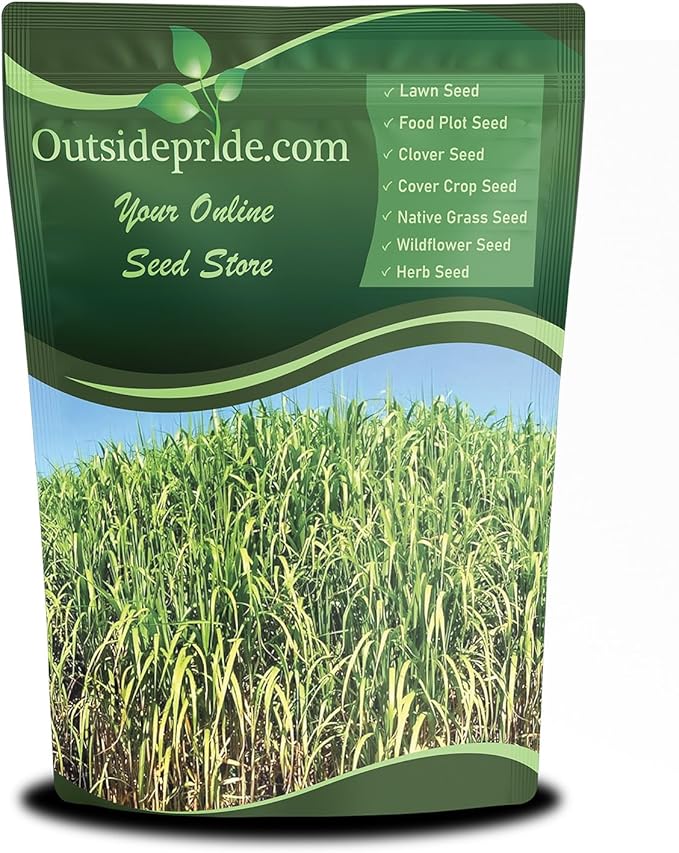 Outsidepride Switchgrass Seed - 1 lb. Perennial Hardy, Drought & Flood Tolerant Native Grass Seed Ideal Fast-Growing Grasses for Erosion Control, Wildlife Forage & Food Plots, Thrives in Poor Soil