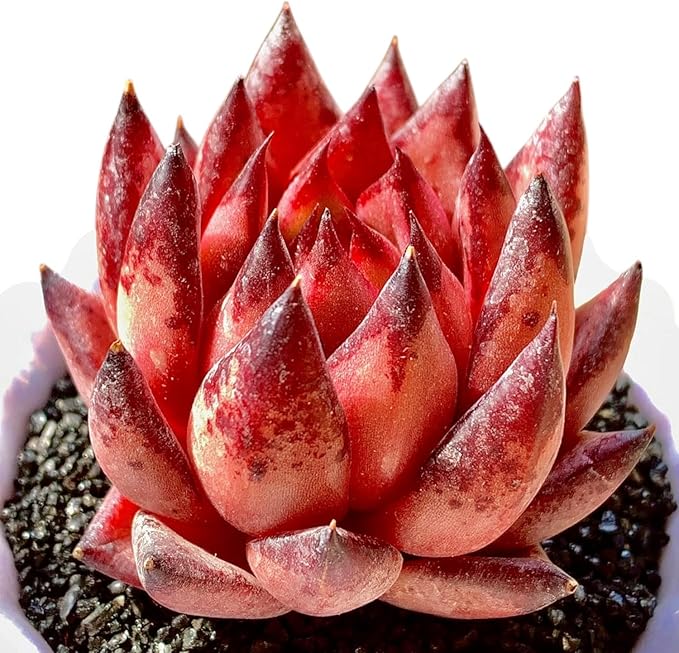 Echeveria Agavoides Romeo Rare Live Succulent Plants, Red 1 Head 2.7" Live Plant, Bare root without Pot Soil, Garden Indoor Office Desk, Wedding Party Baby Shower Decoration, Friend Plant Lovers Gifts