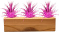 Air Plants 3 Pack - Tillandsia Ionantha - 3 Hole Planter - Organically Enhanced Color - Live Arrival Guaranteed - House Plants for Home Decor & Gift (3Pk + Black Planter) (3Pk Rose Pink + 3 Hole Tan)