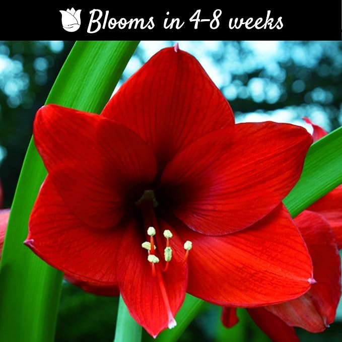Easy to Grow Amaryllis Ferrari Red - 1 Planted Flower Bulb in a Rose Gold Vase Gift, Blooms Indoors for Holidays in 4 to 8 Weeks