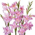 Easy to Grow Hardy Gladiolus 'Charming Lady' Plant Bulbs (10 Pack) - Light Pink Flowering Blooms in Spring to Summer Gardens