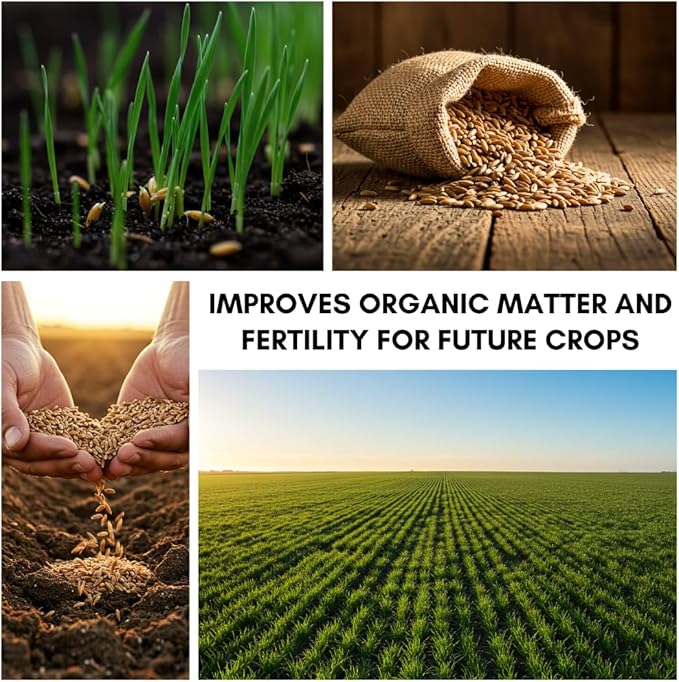 No-Till Winter Rye Seeds - 5 Lbs - Non-GMO Rye Grain Cover Crop Seeds - Healthy Soil Protection, Erosion Control, and Forage