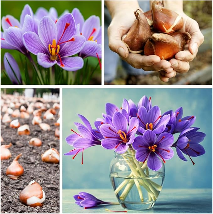 Rare Crocus Saffron Flower Bulbs for Planting, Crocus Sativus (50 Bulbs)