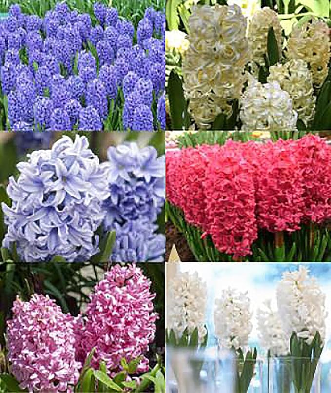 5 Fondant Pink Hyacinth Bulbs