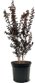 American Plant Exchange Black Diamond Mystic Magenta Crape Myrtle Tree Live, 7-Gallon Pot, 2-3ft Tall, Vibrant Pink Flowers, Drought-Tolerant, Large Outdoor Landscape Accent, Year-Round Beauty