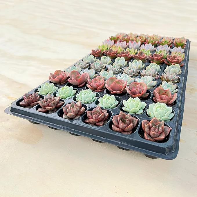 Sprout N Green 3 Assorted Succulents with Root, 3 Different Varieties Live Plants Collection, Without Plant Pot, Great for Gardener Beginner, DIY Projects, Wedding Party Favor, Easy to Care