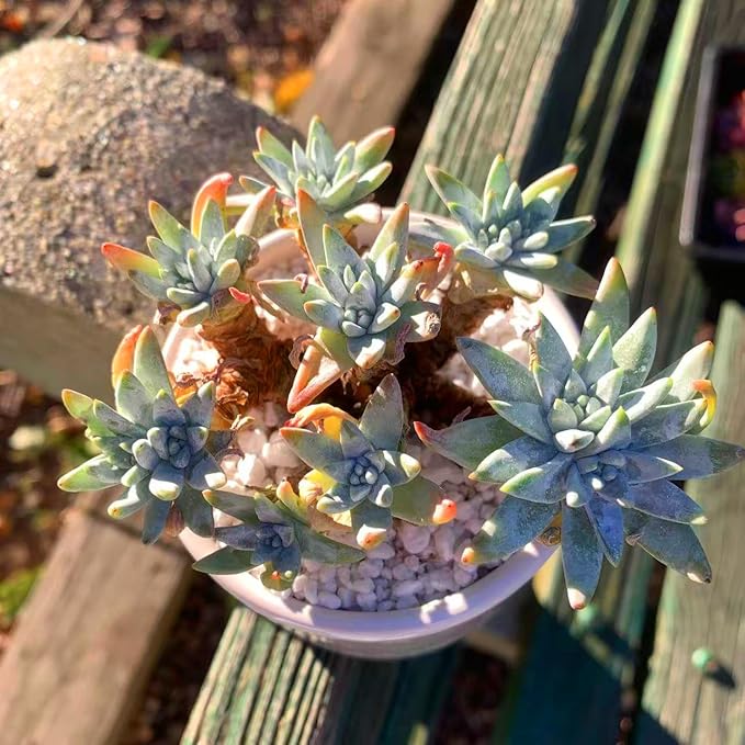 Dudleya Gnoma S.W.McCabe Rare Live Succulent Plants, Over 5 Heads Pot Size 3.4 inches Pink Live Plant, Excludes Pot Soil, Garden Indoor Office Desk, Party Baby Shower Decor, Gift for Plant Enthusiasts