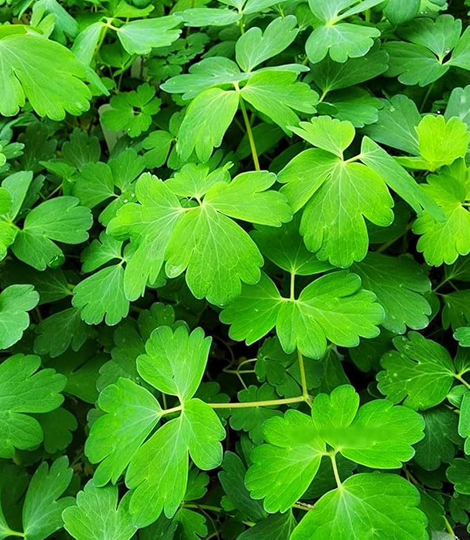 Greenwood Nursery: Live Perennial Plants - Wild Red Columbine + Aquilegia Canadensis - [Qty: 10x Pint Pots] - (Click for Other Available Plants/Quantities)