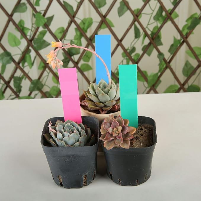 1000 Pcs 4 Inch Plastic Garden Plant Tags Nursery Garden Labels Markers Plant Stakes Waterproof Pot Labels, 5 Colors