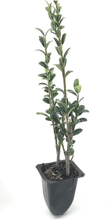 Sky Pencil Japanese Holly - 30 Live Plants - Ilex Crenata - Formal Low Maintenance Evergreen