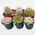 Succulent Plants (6 Pack), Live Succulents Fully Rooted in 2" Grower Pots, Unique Potted House Plant for DIY, Home Decor, Wedding Party Favor (Succulent + Cactus)