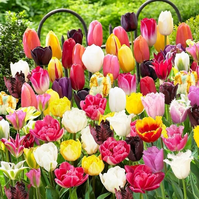 Whole Spring Tulip Bulbs Mix, 50 Pieces, Exclusive Tulips from Holland, 15 Varieties, Hardy and Perennial, Tulips for Garden, Pots, Balcony (Large Bulbs, No Seeds, Not Artificial)