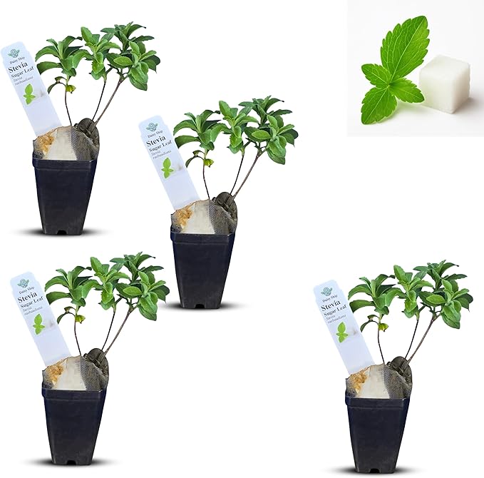 Live Stevia rebaudiana Plants, Sweet Leaf or Sugar Leaf, Natural Sugar Substitute Herb, Easy to Grow (4 stevia Cups)