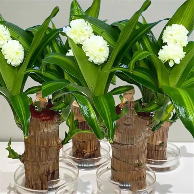 Brazilian Lucky Wood Plant Set, Natural Fortune-Bringing Ornaments Suitable for Office Desks, Desks, and Bedrooms (Yellow Monk)