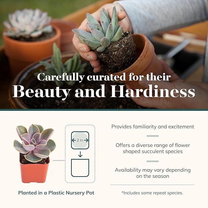 Shop Succulents Rosette Succulent Plant Pack Collection - Live Mini Succulent Plants, Low Maintenance, Floral Shaped Mix of Colors & Textures - Wedding and Party Favors, Gift & Garden, Pack of 6