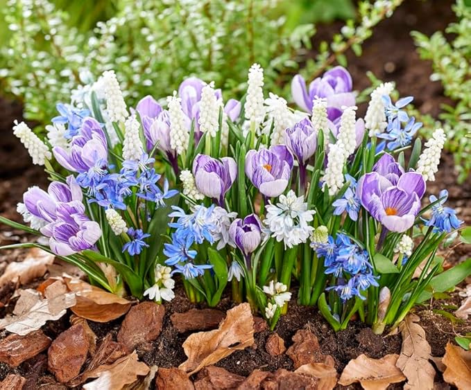 Early Spring Bloom Mix - Muscari, Sqill and Crocus - Packaged Seperatly (15 Bulbs, 5 of Each)