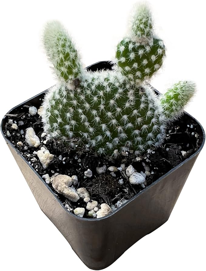 Sprout N Green Opuntia microdasys albata Bunny Ears, Live Cactus Plant Rooted in 2in Nursery Pot, Indoor Outdoor Office Home Garden Décor