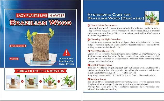 Brazilian Lucky Wood Plant for Home & Office Decor, Brazilian Wood Houseplant Kit Lucky Plants for Good Luck in The Home, Natural Air Cleaner for Bedroom (Yellow)