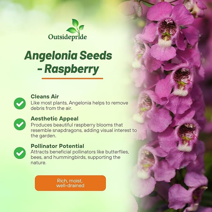Outsidepride Serenita Raspberry Angelonia Snapdragon Seeds for Planting - 30 Pcs Perennial Flower Seeds, Pollinator-Friendly, Heat, Humidity & Drought-Tolerant, Compact Growth Habit for Containers