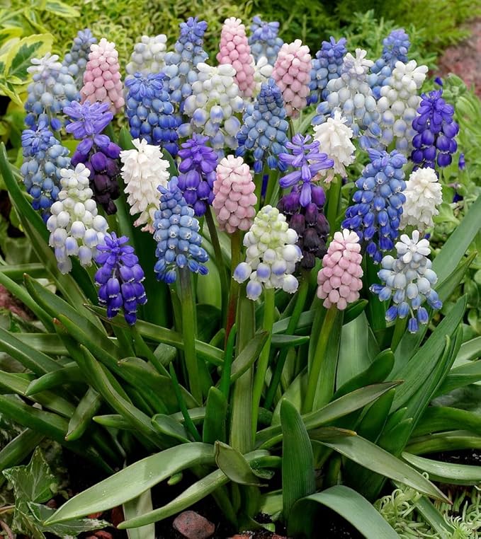 Muscari Mix Bulbs - Perennial Muscari 'Grape Hyacinth' | Fragrant and Narrow Strap Shaped Flowers - Easy to Grow Muscari (24 Pack)