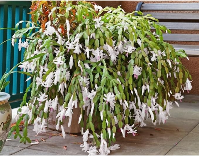 1 Thanksgiving Christmas Cactus Plants Live in 4" Pot, Houseplant Holiday Cactus, Vibrant Single Color Blooms Indoor Outdoor, Zygocactus Like, Winter Hardy (White)