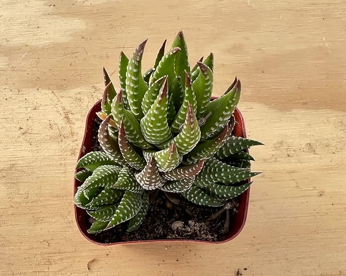 Sprout N Green Haworthia coarctata, Rare Live Succulent Plant Fully Rooted in 2inch Starter Pot, Home Office Indoor Outdoor Wedding Decoration DIY Projects Party Favor