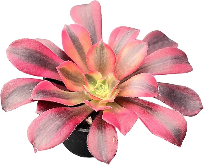 Sprout N Green Aeonium 'Meidusha', Live Rare Succulent Potted 2" Planter, Real House Plant for Party Favors Home Indoor Outdoor Garden Wedding Decoration DIY Projects