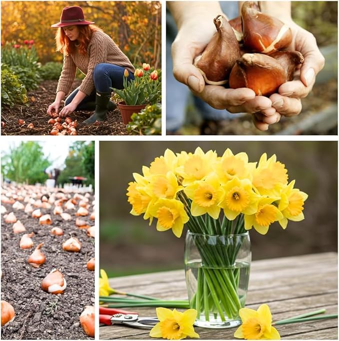 Pink Charm Daffodil Bulbs for Planting - Easy to Grow Perennial Flowers for Garden or Containers (10 Bulbs)