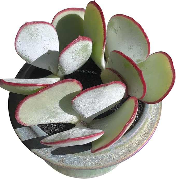 FWPP Live Succulents Plants Echeveria 'White Eyebrow' 2 inches 3 Pack,Rare Green Succulents Bare Root Without Pot Soil, Live Plants Indoor Office Decoration Wedding and Gift