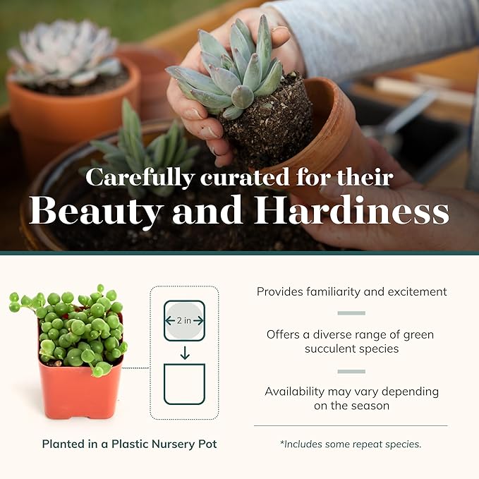 Shop Succulents Verde Succulent Plant Pack Bulk Collection - Live Mini Succulent Plants, Low Maintenance, Mix of Green Succulents & Textures - Wedding and Party Favors, Gift & Garden, Pack of 32