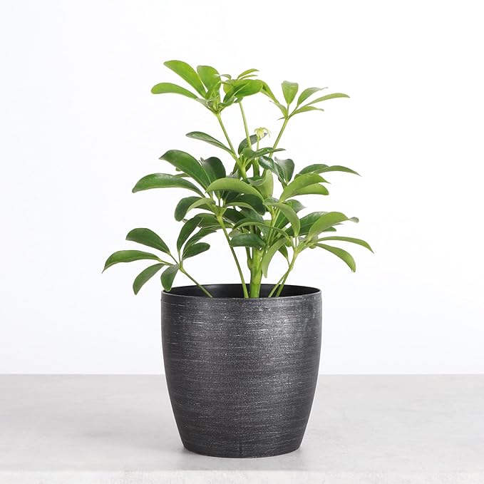 Thorsen's Greenhouse Live Arboricola Umbrella Tree Plant, Schefflera Arboricola, Natural Air Purifier, Easy to Grow, Live Indoor Houseplant, 4-inch Diameter (Brushed Silver)