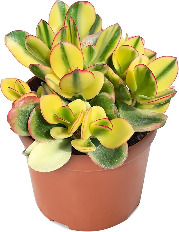 Sprout N Green Golden Jade - Crassula Ovata 'Hummel Sunset', Rare Cute Succulent Plant Fully Rooted in 4" Pot