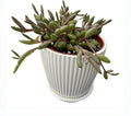 4" Ruby Necklace with White Stripe Pot, Live Othonna capensis L.H.Bailey Succulent, Purple Hanging Trailing House Plant for Home Office Wedding Decoration DIY Project Party Favor