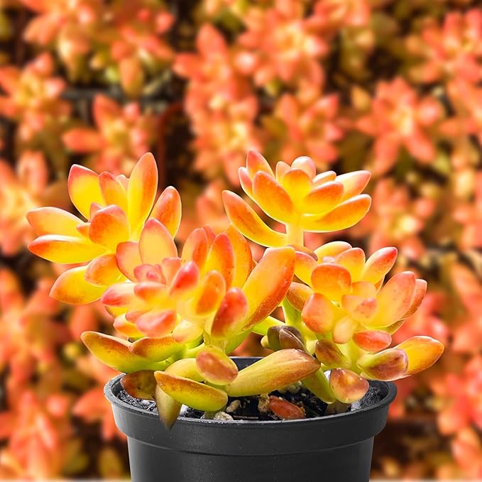 Sprout N Green Sedum adolphii 'Shooting Stars', Mini Live Succulent Fully Rooted in 2 inch Starter Pot, House Plant for Indoor Outdoor Home Office Wedding Decoration Party Favor