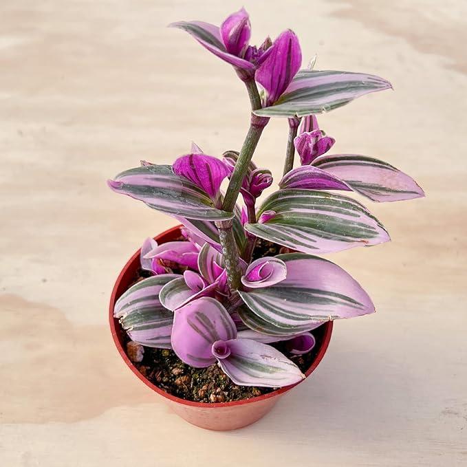 Sprout N Green Tradescantia Nanouk, 1 Pack Rare Live Succulent Plant Fully Rooted in 4" Pot, Real House Plant for Indoor Outdoor Home Office Wedding Decoration Party Favor