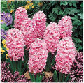 5 Fondant Pink Hyacinth Bulbs