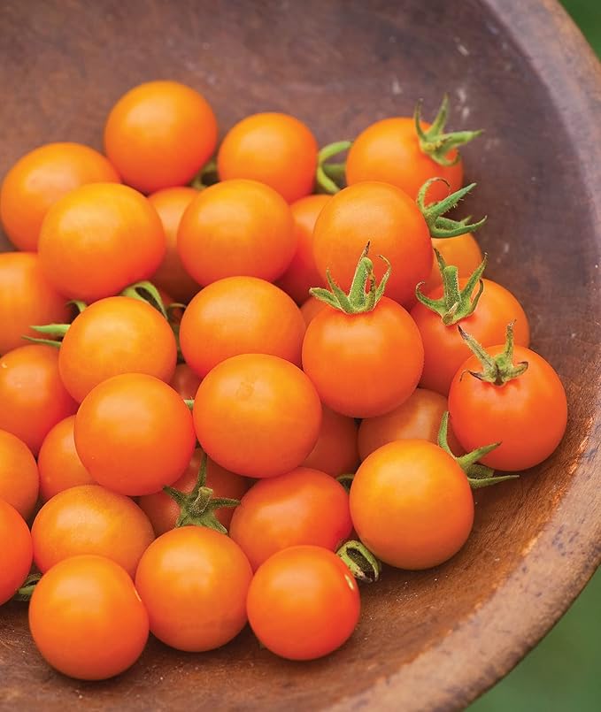 Burpee 'Sun Gold' Hybrid, Sweet Orange Cherry Tomatoes, 30 Non-GMO Seeds